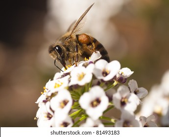 African Honey Bee On A Small White Flower