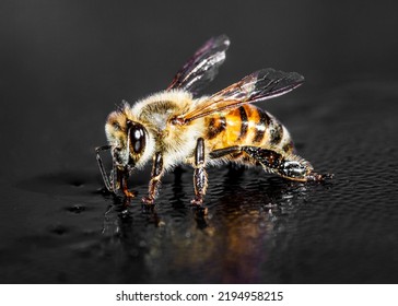 African Honey Bee South Africa