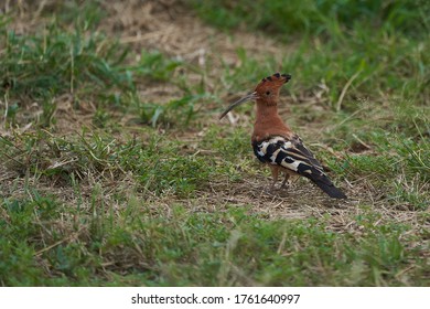 African Hoopoe Upupa Africana Upupidae Portrait Gras