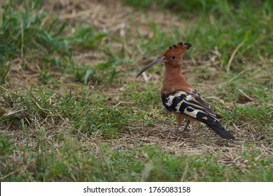 African Hoopoe Upupa Africana Upupidae Portrait Gras