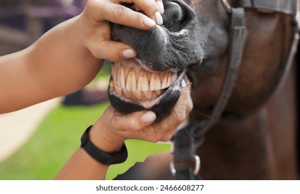 African horse sickness virus is pandemic in Thailand, The vet then inspected the horses on the farm.  - Powered by Shutterstock