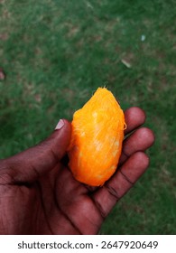 African human hand holding one mango seed of beautifully ripe yellow mango after eating in palm on blurred green grass with space for text or copy space. Finished eating.