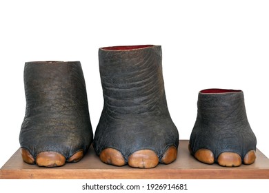 African Hunting Safari Wildlife Trophies. Elephant Foot Isolated On White Background.