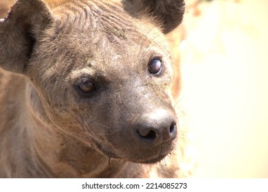 African Hyena Face Close Up