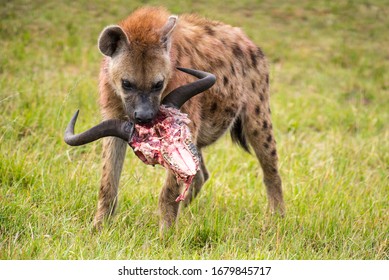 African Hyena, Masai Mara Kenya