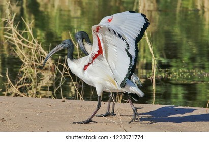 African Ibis Bird