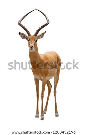 African impala safari animal facing forward. Extracted and isolated on white background.