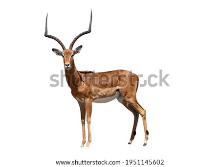 African impala safari animal facing forward. Extracted and isolated on white background