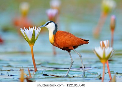 African jacana, Actophilornis africana, colorful african wader with long toes next to violet water lily in shallow water of seasonal lagoon, Botswana,Okavango delta. Bird with flower bloom.