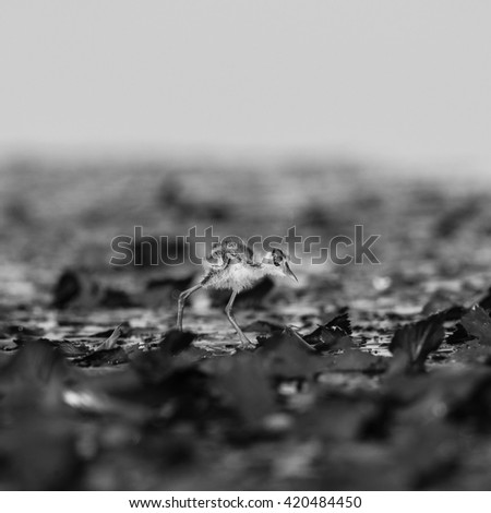 Similar – Mother-of-pearl butterfly on the ground, the wings shimmer like jewels, a living work of art