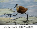 African Jacana in the water, Chobe Riverfront, Botswana