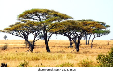 african landscape with a acacia trees 