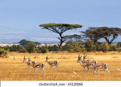 African landscape with gazelles, Amboseli, Kenya