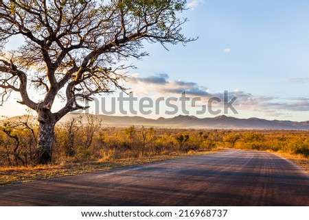 African Landscape in Kruger National Park, South Africa