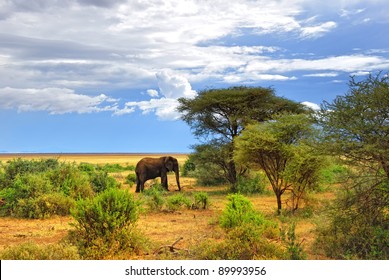 African Landscape. Lonely Elephant In The Manyara Lake National Park, Tanzania