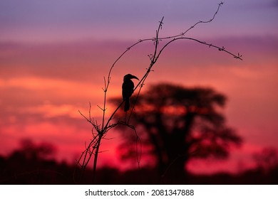 African landscape in red. Isolated black silhouette of a hornbill perching on a reed stem against baobab tree and colorful violet to red sky, sunrise in Savuti National Park, Botswana. Safari koncept.