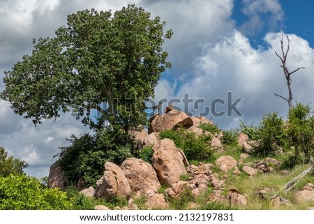 African landscape of a Rocky outcrop with a tree growing inbetween the rocks. far in the distance a small antelope called a Klipspringer can be seen. 