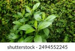 African leaves or vernonia amygdalina plant growing in the garden.