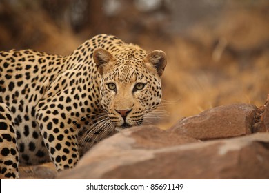 African Leopard Closeup On Ground