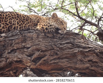 African leopard draped over a tree limb, in peaceful solitude