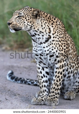 African leopard looking to the left(don't made by ai)