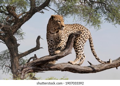 african  leopard on the branch of a tree - Powered by Shutterstock