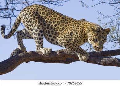african leopard on tree
