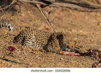 African leopard (Panthera pardus) with kill, South Luangwa, Zambia, Africa - Shutterstock ID 1020228586