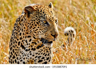 African Leopard Predator  Panthera Pardus