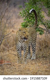 African Leopard Predator  Panthera Pardus