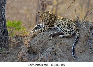 African Leopard Predator  Panthera Pardus