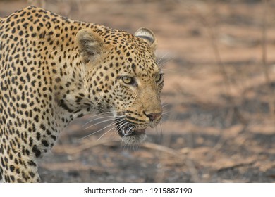 African Leopard Predator  Panthera Pardus