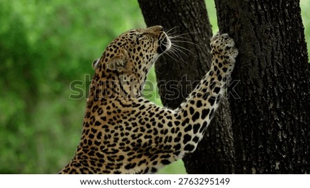 African leopard sharpening claws on a tree