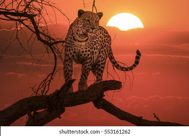 3,484 Leopard sunset Images, Stock Photos & Vectors | Shutterstock