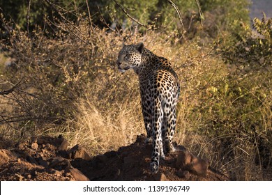An African leopard stands on an ant heap in the shade of an acacia tree and looks back in search of prey in Pilanesberg National Park, South Africa.