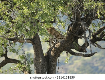 African Leopard in a tree