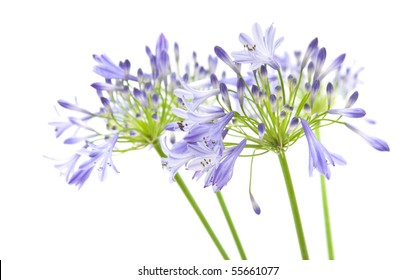 African Lily Agapanthus Africanus Isolated Stock Photo (Edit Now) 55661077