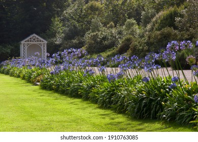 African lily, Agapanthus Africanus,  in typically English large landscape garden with hedges, fences, plant and flower beds, lawn, pond and garden furniture - Shutterstock ID 1910763085
