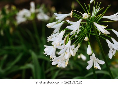 African Lily or Agapanthus or Lily of the Nile - Shutterstock ID 1621537126
