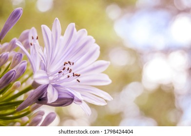 African Lily aka Lilly of the Nile is a beautiful purple flowering plant found in many garden beds.  - Shutterstock ID 1798424404