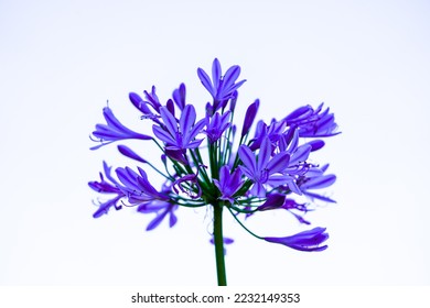 African lily close-up. Flowering plant with a large purple flower. Agapanthus.	 - Shutterstock ID 2232149353