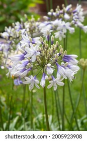  African Lily flower Agapanthus ‘Twister’)