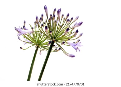 African lily isolated on a white background. - Shutterstock ID 2174770701