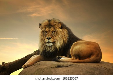 African Lion