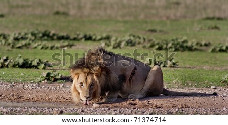 Similar – Image, Stock Photo lion in Masai Mara Kenya