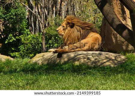 African lion in Bioparc Valencia,Province Valencia,Spain,Europe
