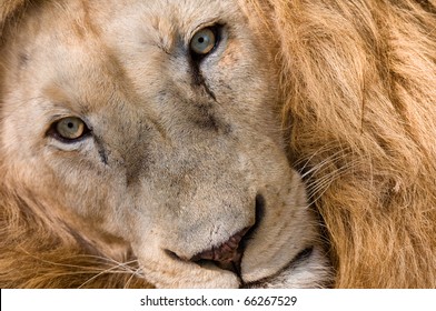 African Lion Close Up