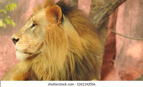 lion sitting down side view