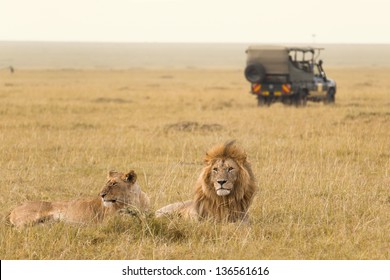 African lion couple and safari jeep in Kenya