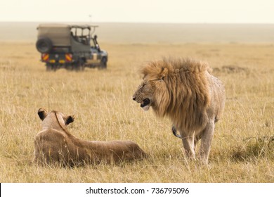 African Lion Couple And Safari Jeep In Kenya